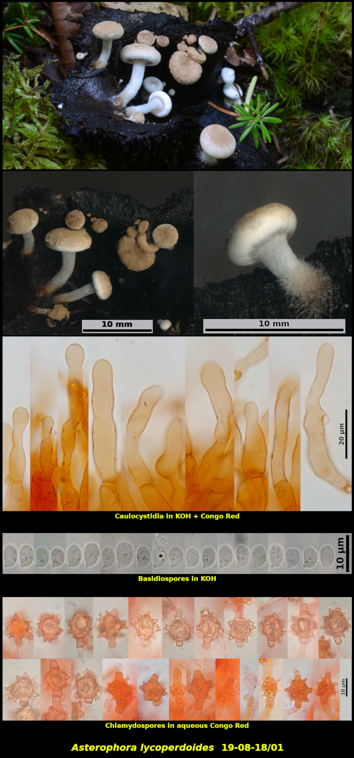 Picture of Asterophora lycoperdoides19-08-18/01